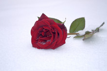 Red Rose On Snow / Photography With Scene Of The Red Rose Lying On Snow