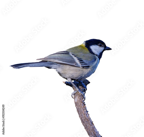Japanese Tit or Parus minor, beautiful bird isolated perching on branch with ...