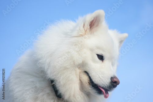 pictures of white fluffy dogs
