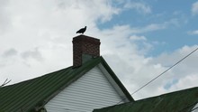 1974 Old Farm House With Turkey Vulture, 4K
