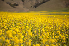 Yellow Mustard Flowers In Bloom Sonoma California