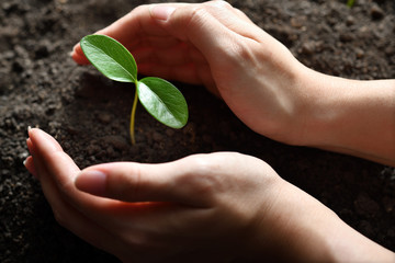 Hands holding and caring a green young plant