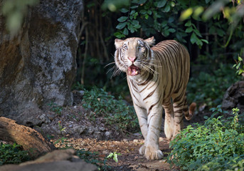 Wall Mural - White tiger in zoo.