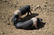 Pair of Saddleback Pigs, Dirt