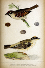 Illustration Of Bird