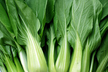 Fresh Green Vegetable Bok Choy Or Chinese Cabbage 