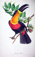 Illustration Of A Bird.