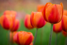Tulipani Arancioni