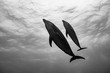 dauphins de Rangiroa en noir et blanc