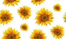 Watercolor Sunflower. Rustic Pattern. Country Yellow Flowers Background 