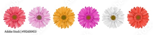 Photographie Separate gerbera daisy flower row, for horizontal banner, in different colors