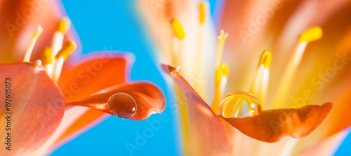 a flower detail with a big rain drop - macro detail