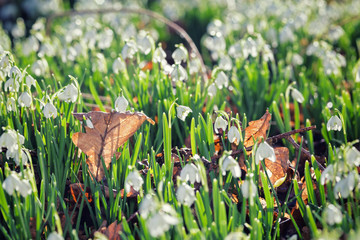 Wall Mural - Forest Meadow in Spring Snowdrop Flowers