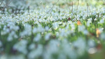 Wall Mural - Blooming Snowdrops in Morning Sunlight