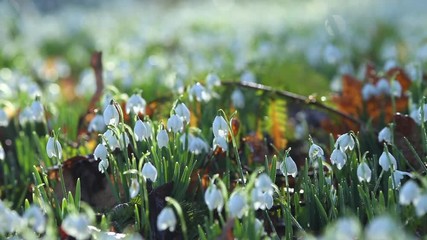 Wall Mural - Blooming Snowdrops in Morning Dew