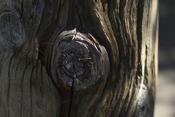 nail stuck in a tree trunk