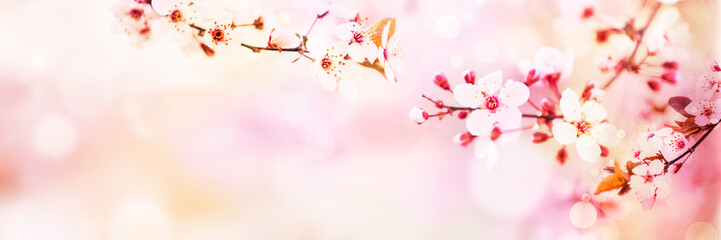 Poster - Spring blossom with pink tree flowers in sunny day background