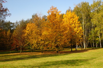 Wall Mural - Autumn in park with colorful trees