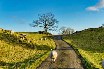 A sheep walking down a country lane