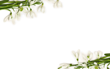 Wall Mural - frame of beautiful white snowdrops (galanthus nivalis) on a white background with space for text. to