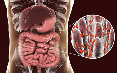 Wall Mural - Intestinal microbiome, anatomy of human digestive system and close-up view of intestinal villi with enteric bacteria, 3D illustration