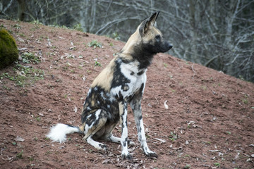 wild painted dog sitting down