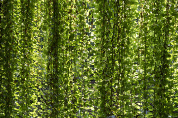 jungle curtain hanging plants offer shade, Pothos or devil's ivy hang and make a jungle curtain that offers Green and yellow light 