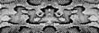 © kimfoto1986 - Print skin snake texture pattern boa black white