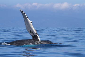 Humpback whale wavinf during a whale watch on Maui.