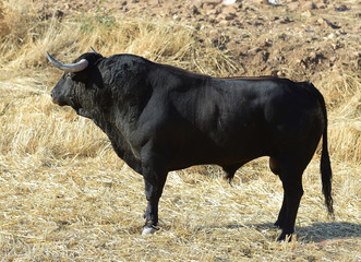 bull in spain