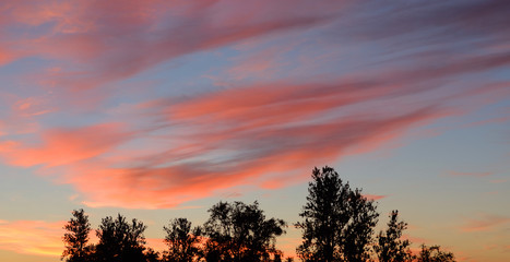 Wall Mural - Trees at sunset.