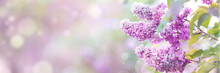 Lilac Flowers Spring Blossom, Sunny Day Light Bokeh Background