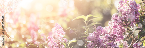 Lilac flowers spring blossom, sunny day light bokeh background