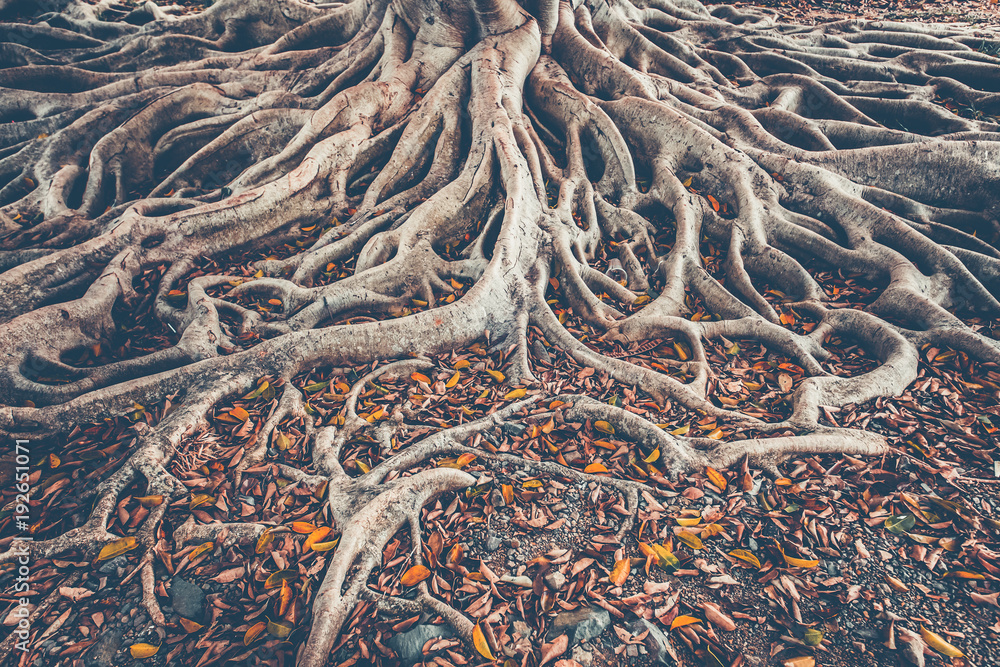 The spreading root system of the old tree on the ground. The variety of shapes in wild nature. Perfect background for the various kinds of collages, illustrations and digital media. - obrazy, fototapety, plakaty 