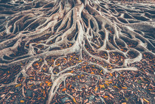 The Spreading Root System Of The Old Tree On The Ground. The Variety Of Shapes In Wild Nature. Perfect Background For The Various Kinds Of Collages, Illustrations And Digital Media.