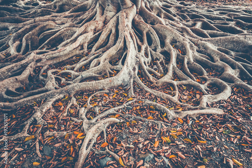 Fotomural The spreading root system of the old tree on the ground