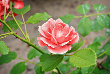 One Pink Rose Closeup On A Bush Branch