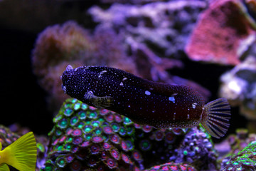 Starry Blenny (Salarias ramosus) 