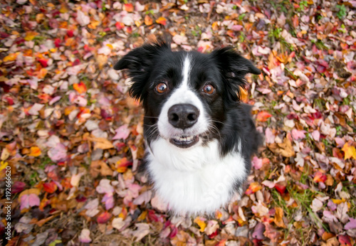 A Border Collie Dog Outdoors In The Fall With Colorful