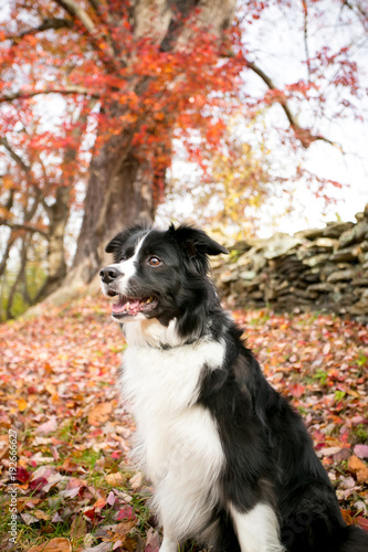 A Border Collie Dog Outdoors In The Fall With Colorful