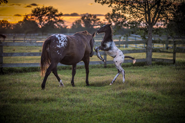 Appaloosa Mare and Foal