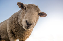 Nosy Sheep Closeup