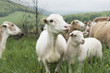 © Liz Clayman - Sheep in a pasture
