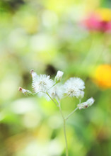 Grass Flower With Bokeh Lights Backgrounds In The Nature