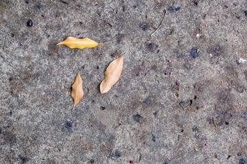 dead leaves fallen on the floor in a cement path