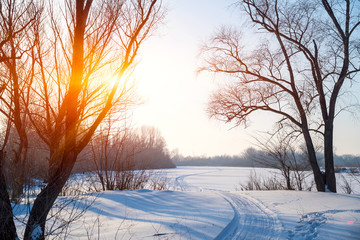 Sun is in the trees above the snow-covered glade