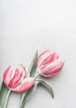 Pink White Tulips On Grey Desk Background, Top View. Layout For Spring Holidays Greeting Card