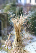 Color Outdoor Nature Image Of A Bunch Of Reed Taken Ina Garden On A Sunny Winter Day