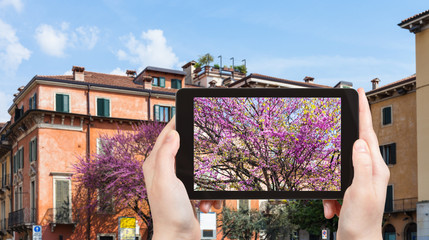 Wall Mural - tourist photographs spring cityscape in Verona