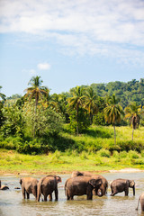 Wall Mural - Wild elephants in Sri Lanka